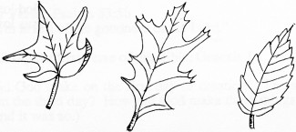 GodsCreation_page11pic1 (325 x 145) (14K)