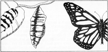 GodsCreation_page39pic1 (440 x 213) (32K)