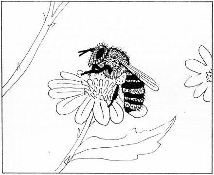 GodsCreation_page42pic1 (440 x 360) (35K)