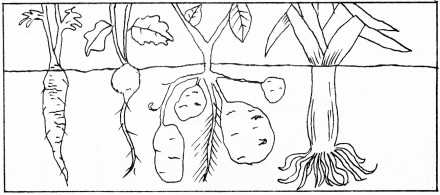 GodsCreation_page44pic1 (440 x 195) (30K)