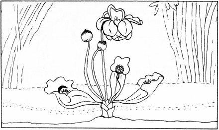 GodsCreation_page46pic2 (440 x 262) (37K)